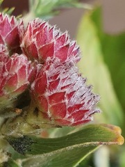 Leucospermum bolusii