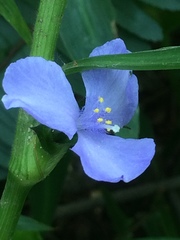 Coleotrype natalensis