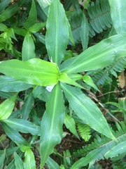 Coleotrype natalensis