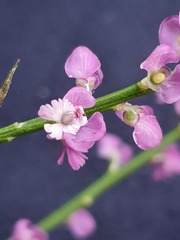 Muraltia scoparia