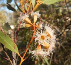 Eucalyptus calycogona