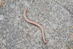 Anguis fragilis