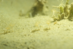 Phoronis