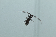 Geropa concolor