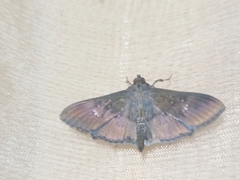 Microthyris