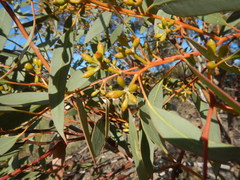 Eucalyptus phenax