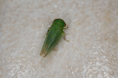 Rosopaella leurensis