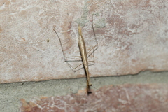 Bistanta mexicana