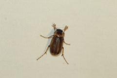 Phyllophaga tusa
