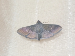 Microthyris