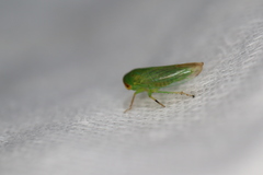 Rosopaella leurensis