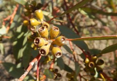Eucalyptus phenax