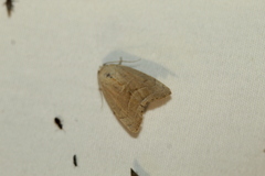 Bagisara rectifascia