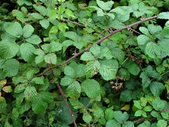 Rubus bartonii