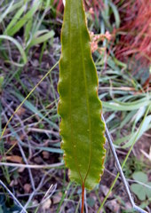 Tritoniopsis flexuosa