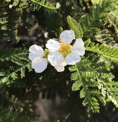 Chamaebatia australis
