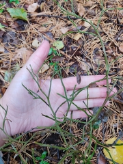 Vaccinium myrtillus