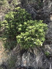 Chamaebatia australis