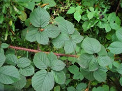 Rubus intensior