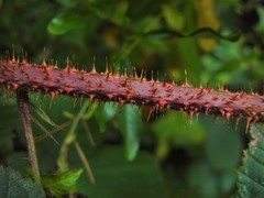 Rubus intensior