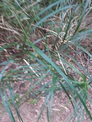 Exocarya sclerioides