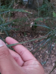 Exocarya sclerioides