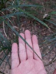 Exocarya sclerioides