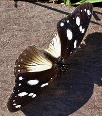 Hypolimnas anthedon wahlbergi