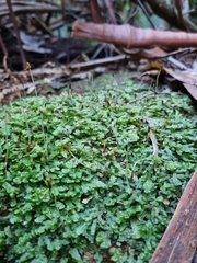 Symphyogyna podophylla