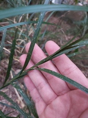 Exocarya sclerioides