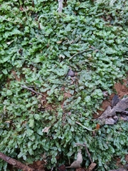 Symphyogyna podophylla