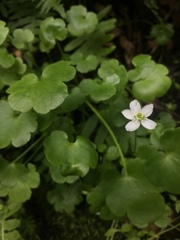 Kumlienia hystricula