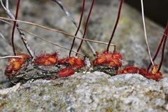 Drosera admirabilis