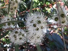 Eucalyptus diversifolia diversifolia