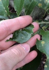 Aceria melicyti