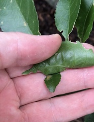 Aceria melicyti