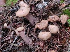 Cudonia confusa