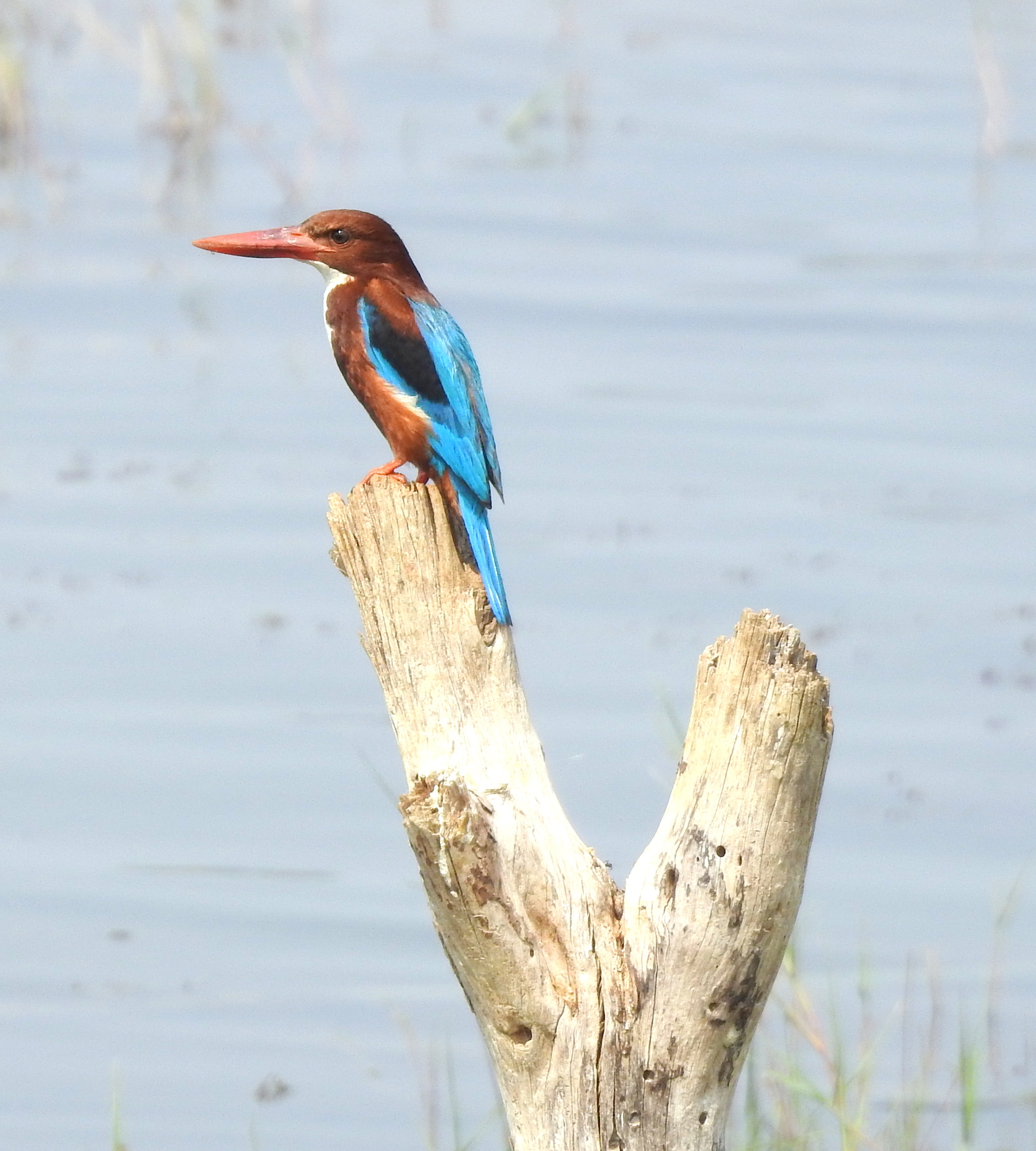 White-throated Kingfisher