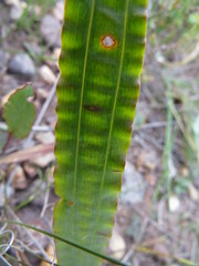 Tritoniopsis flexuosa