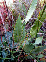 Tritoniopsis flexuosa