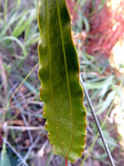 Tritoniopsis flexuosa