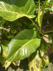 Epipremnum