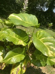 Epipremnum