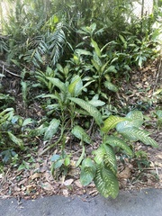 Dieffenbachia seguine