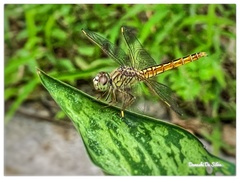 Brachythemis contaminata