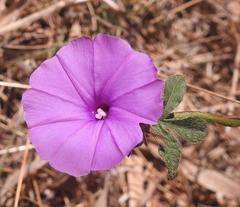 Ipomoea magnusiana