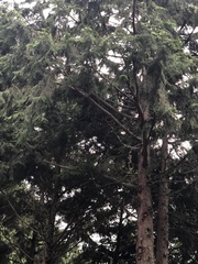 Chamaecyparis obtusa