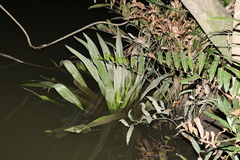 Crinum pedunculatum
