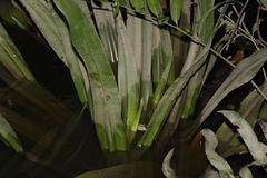 Crinum pedunculatum