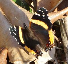Vanessa hippomene hippomene